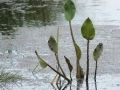 "Makro Łęgi", fot.  Michalina Derlicka