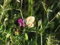 "Makro Łęgi", fot.  Michalina Derlicka