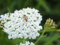 "Makro Łęgi", fot.  Michalina Derlicka